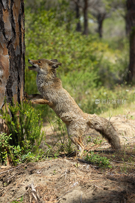 红狐狸（Vupes vulpes）